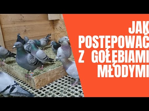 Jak postępować z gołębiami młodymi - Praktyczne wskazówki na bazie moich doświadczeń