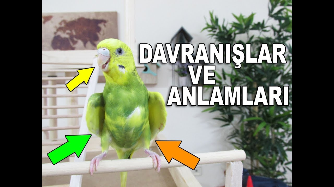 Muhabbet Kuşu Davranışları - Video izle
