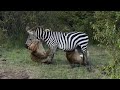 Lionesses Attacking A Adult Zebra Alone And Bringing Down Video