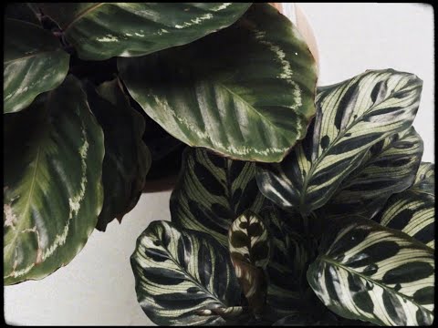 Jess Locke - Dead and Gone (Official Music Video)