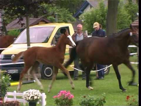 De Bora, SF * 05.04.2017 von De Sandro – Lauries Crusador xx – Frenchman