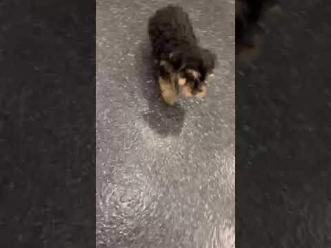 Marco - yorkie poo puppy for sale