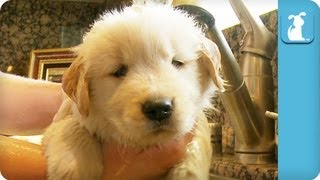 This is just a bit of cuteness overdose with a little puppy bath and grooming afterward.