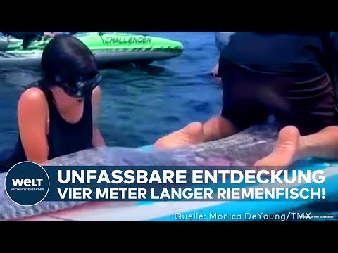VOR KÜSTE VON SAN DIEGO: Unfassbare Entdeckung - Kajak-Fahrer finden vier Meter langen Riemenfisch!