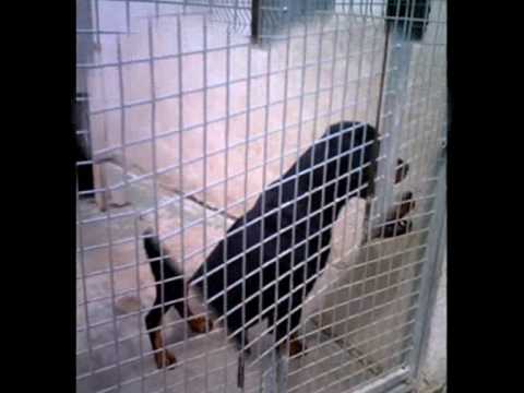 Video association ORFEE