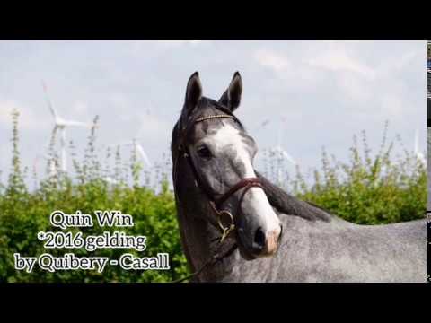 Quin Win *2016 gelding by Quibery - Casall - Cassini I