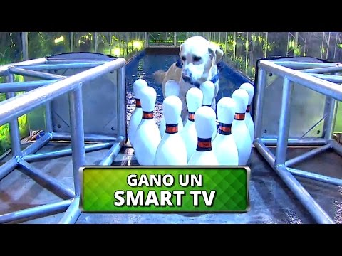 Especial Perros - Programa 11/03/16