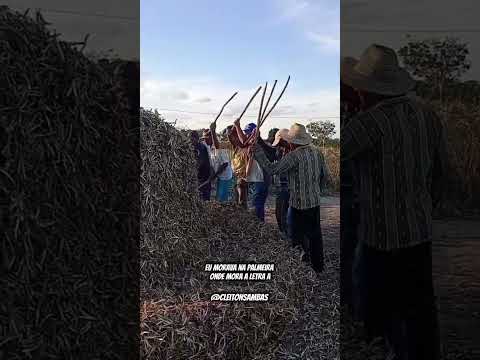 Bata de feijão na fazenda caatinga do bravo(Serra preta Bahia)