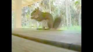 preview picture of video 'MYAKKA RIVER STATE PARK  SLO-MO SQUIRRELS'