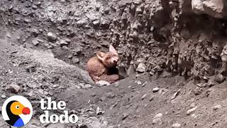 Baby Fox Trapped 10 Feet Underground Is Nearly Impossible To Reach | The Dodo