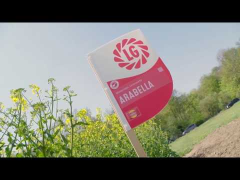 ARABELLA - meist angebaute Raps Liniensorte in Deutschland