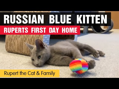Russian Blue Kitten - Ruperts First Day Home