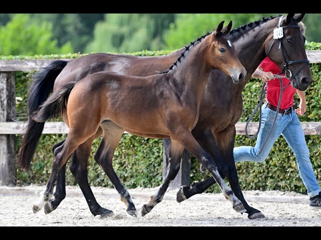WINNY VAN HET KALEYHOF