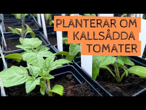 Planterar om kallsådda tomater - hur har det gått med kallsådden och hur långt har plantorna hunnit?