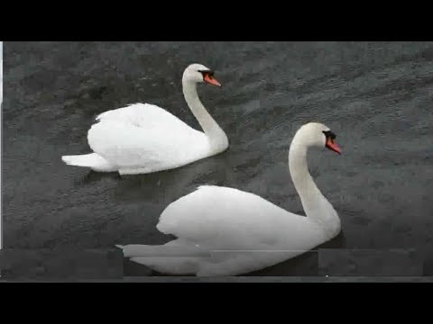 2018-01.17 PoCo Trail #(0-7)km-Shaughnessy Stn.+添2