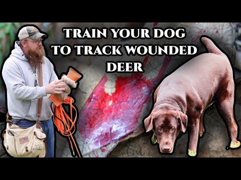 Training Dog to Track Wounded Deer: Bring Out Their Natural Ability!