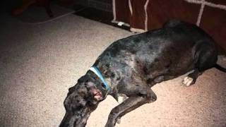 AW#101 GINGER, ALMOST THERE 10-15 (REASONS TO LEAVE) KIERAN GOSS