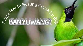 Download lagu DURASI PANJANG !!!  masteran Burung Cucak Ijo Big Banyuwangi Full Isian mp3 Download lagu DURASI PANJANG !!!  masteran Burung Cucak Ijo Big Banyuwangi Full Isian mp3