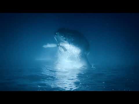 The Coral Sea Official Trailer