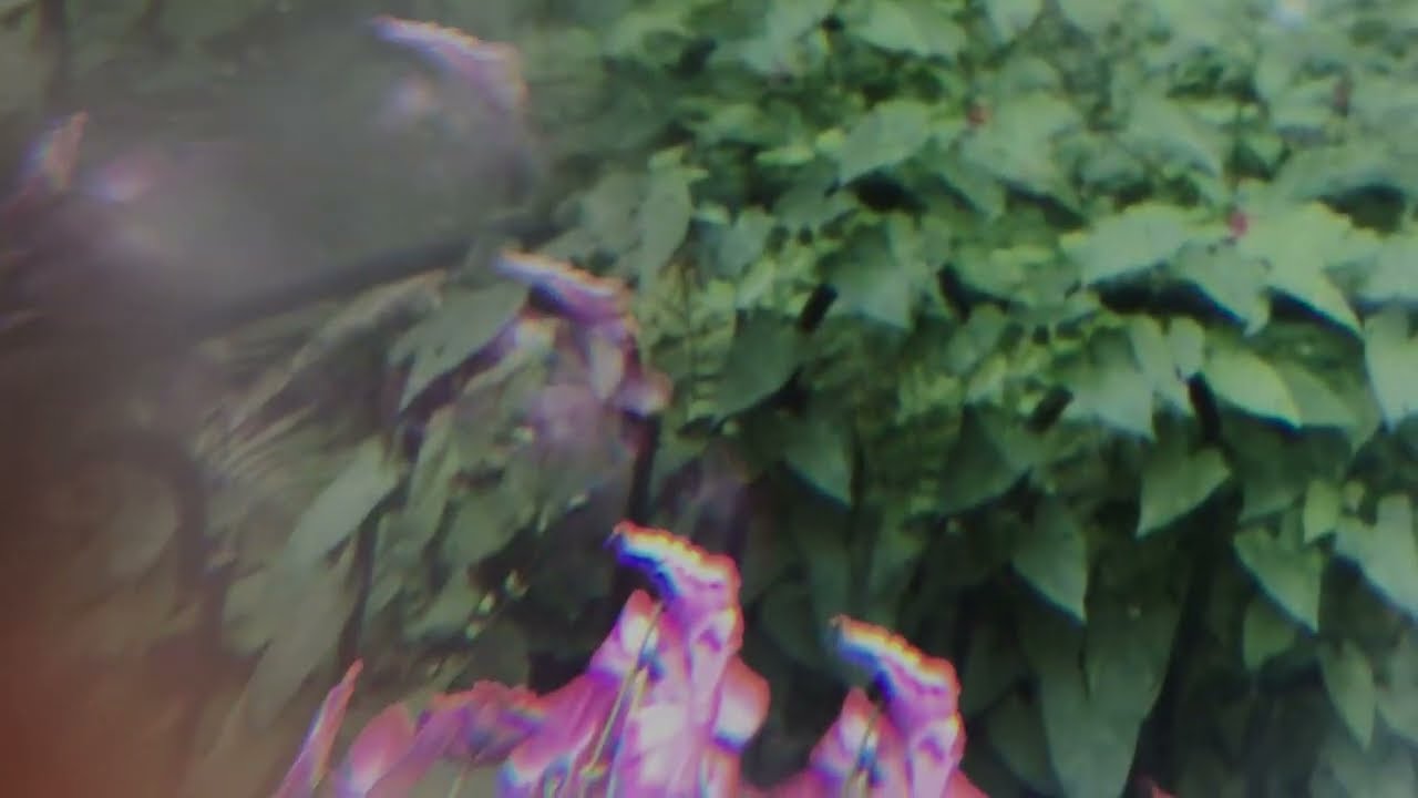 reminiscence on the garden / воспоминание о саде