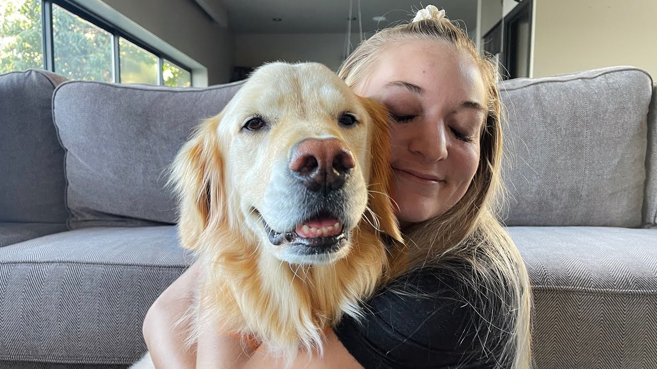 What It's Like Owning a Golden Retriever