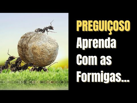 Provérbios Sobre Preguiça – Provérbios 6 – Frases Sobre Preguiça - Como Acabar Com A Preguiça