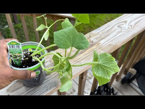Ultimate Guide to Growing Cucumbers: Tips for a Bountiful Harvest!