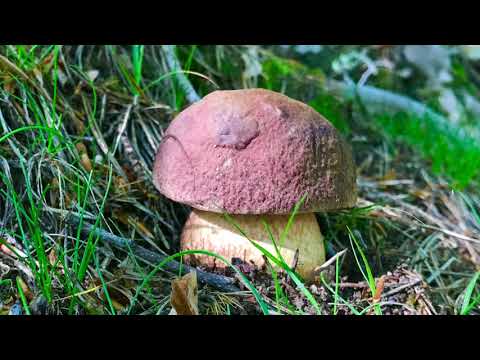 Enjoy Bardineto (SV)