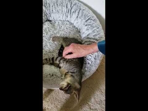 Kingsley - SPCR - Domestic Shorthair Kitten (available for adoption)