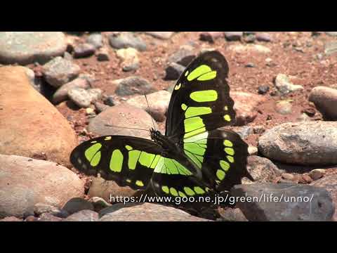 タテハチョウの仲間の吸水(ペルー）