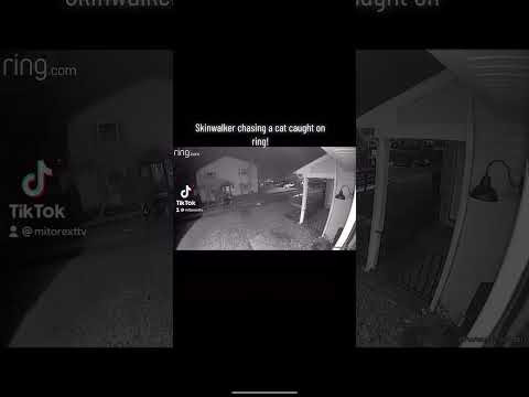 Skinwalker chases cat! #shorts