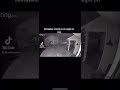 Skinwalker Chases Cat Shorts