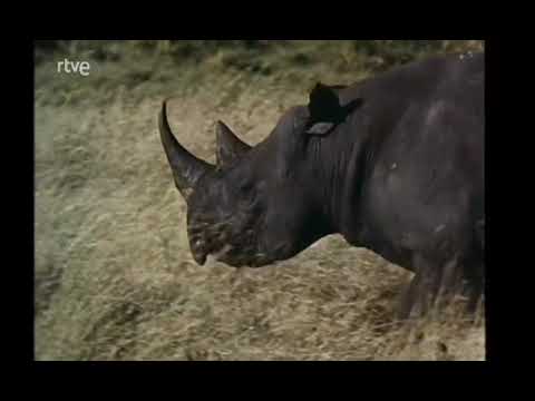En La Misma Orilla 08   FAUNA EN TANZANIA