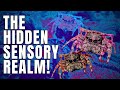 The Secret Senses Of The Animal World A World Beyond Human Perception