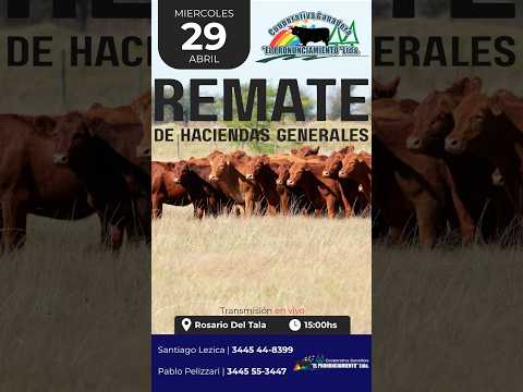 Remate de hacienda Rosario Del Tala 29-04-2026 | Coop. Ganadera El Pronunciamiento