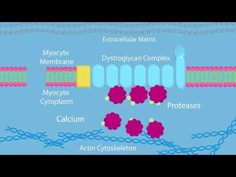 Duchenne Muscular Dystrophy (DMD): Gene Therapy and How Muscle Responds