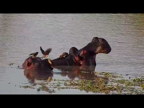 Djuma: Two Hippos in dam with Oxpeckers - 15:52 - 06/20/2022