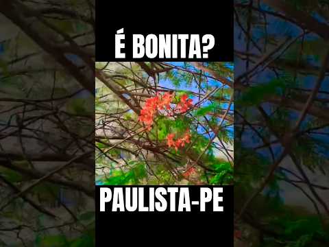 FLOR BONITA EM PAULISTA-PE #paulistape