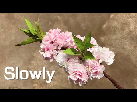 ABC TV | How To Make Double Cherry Blossom Flower From Tissue Paper (Slowly) - Craft Tutorial