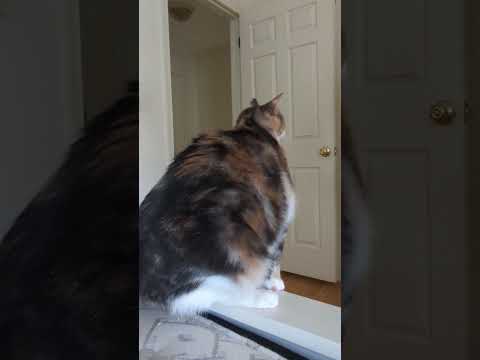 Curious George/JunJun😊