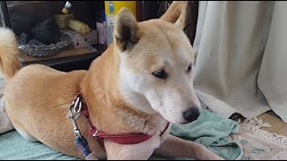 #朝ライブ#柴犬#縄文柴犬#犬のいる暮らし#癒し＃猫のいる暮らし