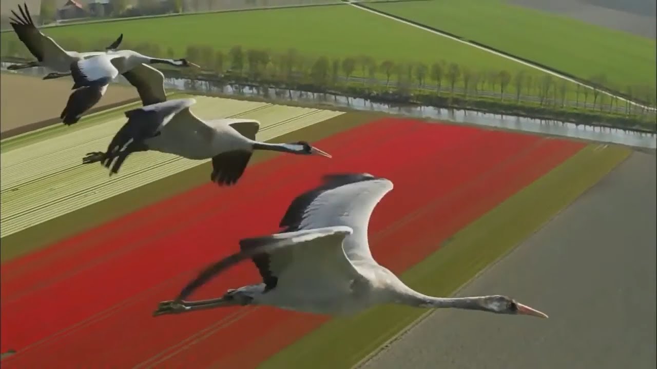 Bird's-eye views from around the world 【HD】