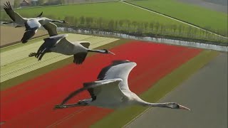 Bird's-eye views from around the world 【HD】