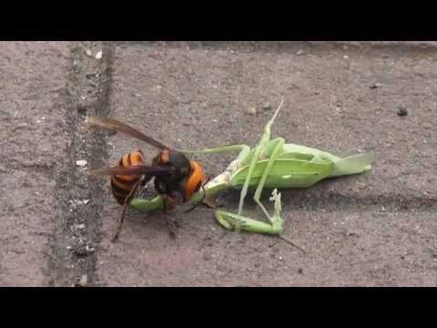 ガンバレ!! カマキリ　VS　スズメバチ A hornet caught a mantis