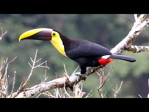 Birds of Costa Rica