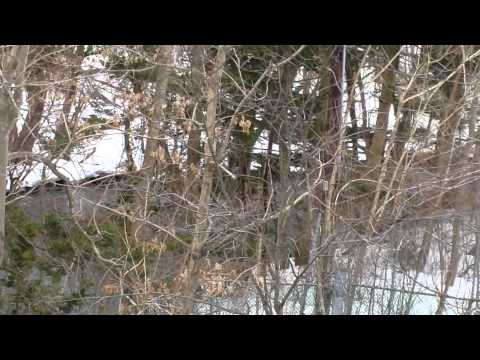 Mill River, Taunton,  MA 3/15/2015