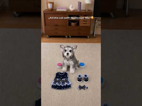Yo tengo mi favorito, pero aquí manda Mila#perros #pets #puppy   #animales #mascotas  #ootd