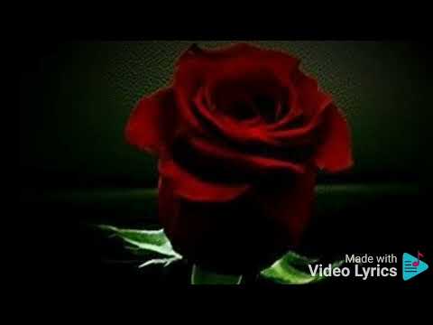 Te llegará una rosa. (letra). Alberto Cortés.