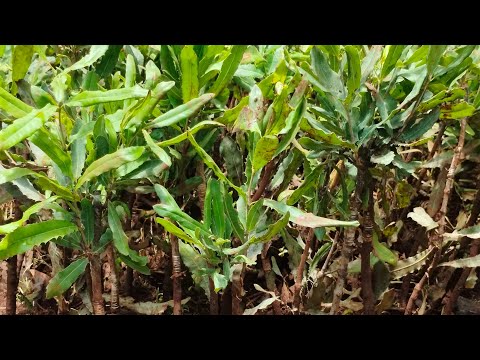 Whole macadamia nuts plant