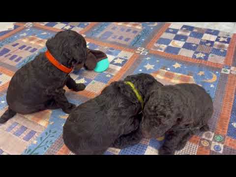 Brown standard poodles in Michigan